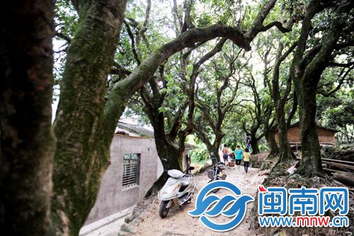 村道两边都是上百年的荔枝树