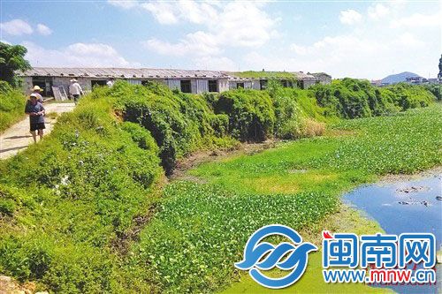 养殖场污水直接排入河沟，原本清澈的河水变得污臭，满是水浮莲