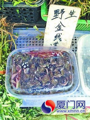 超市出售的新鲜金线莲
