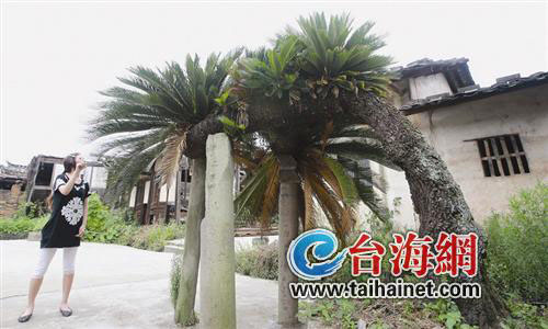 鏉戞皯绔嬩簡涓夋牴鐭虫煴鏀拺鐫€瀹?jpg