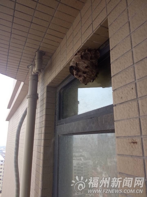 马蜂窝高悬屋外一年不敢开窗