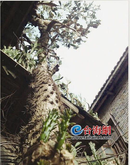 27岁仙人掌身长7米