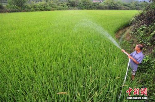 7月以来，湖北远安县持续高温，降雨量特少，遭遇了60年一遇的大旱，全县8.73万亩农作物受旱，60个村12023人、3260头大牲畜出现饮水困难。面对旱情，当地积极发动和组织干部群众全民抗旱、全力抗旱，并组织消防、环卫等部门用消防车、洒水车将饮用水送到村民家门口，保证干旱期村民生活用水。8月6日，当地实施人工增雨作业，部分地区出现降水过程，旱情得到一定缓解。刘康 摄