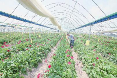 清流县全力打造中国花都 一枝独秀向百花争艳