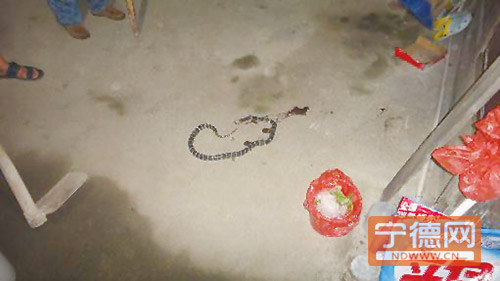 毒蛇夜闯蕉城六都一民宅 民警一锄将其打死