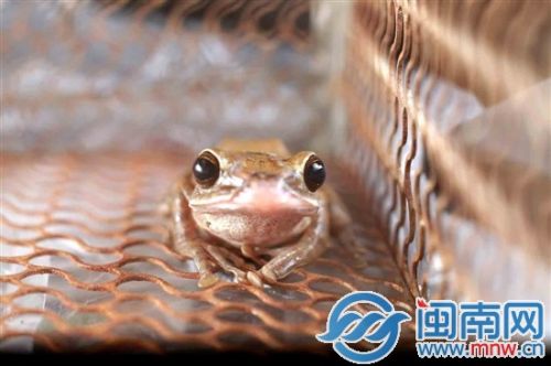 树蛙误闯泉州一民宅 可爱形态萌到一家人(图)