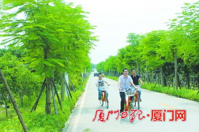 海沧将再种万株凤凰木拥绿道 打造凤凰花海网民齐点赞