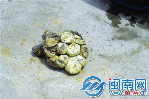 4米巨蟒潜进养猪场产蛋1