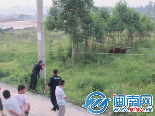 特警射击母牛