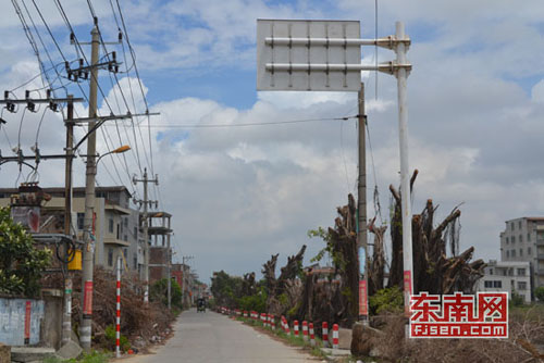 路旁树木全部被“摘了帽子”
