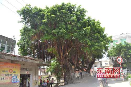 同时期栽种的榕树