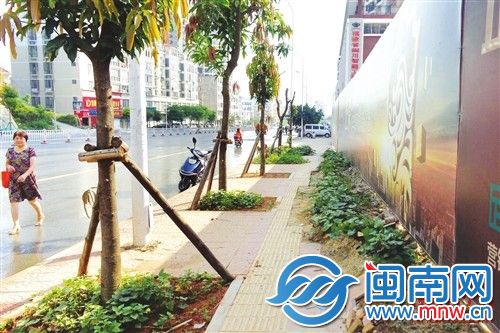 人行道被挖开种地瓜