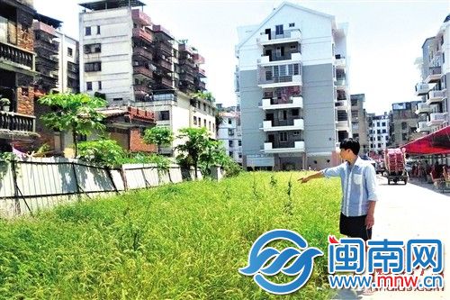 规划的安置房用地长满了杂草
