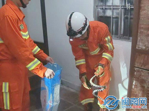 消防员捕获闯进民宅的银环蛇