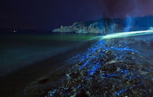 平潭惊现&ldquo;蓝眼泪&rdquo;~