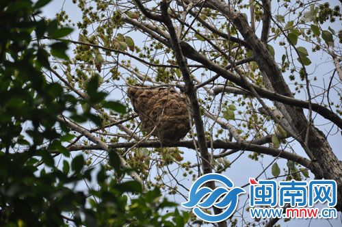 篮球般大小的马蜂窝，挂在这棵喜树上