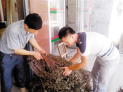 8月29日，村官钟泉平(右)到村户家走访，正忙着帮助种植户打包干仙草。