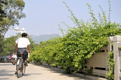 大爷绿化带长刺扎伤学生小学68岁手臂买刀修视频剪辑村图片