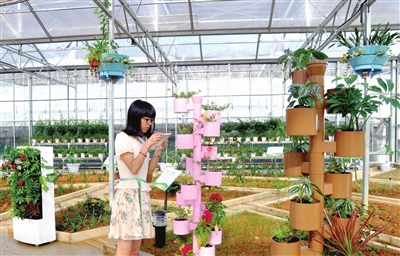 游客参观石山洋京林生农业科技展示馆