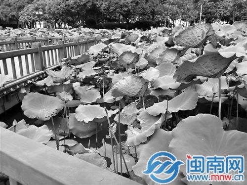 九龙公园栈道边的荷花被摘光，只剩光秃秃的茎秆