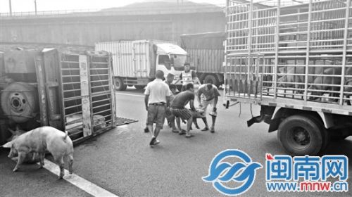 运猪车侧翻 “二师兄”高速散步