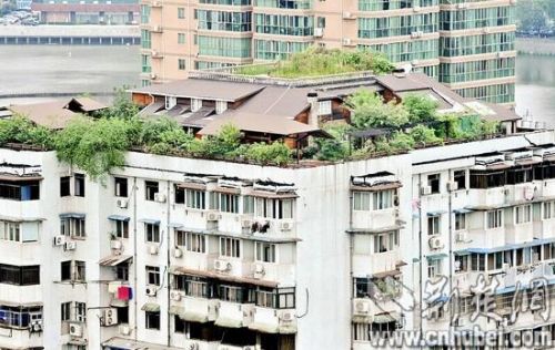 武汉一居民楼顶藏“空中花园”：两层楼 配鱼池