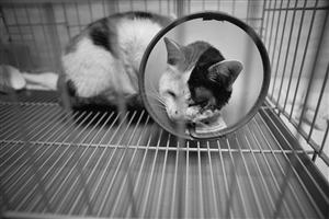 浙江宁波发生虐猫事件:眼被戳瞎 嘴被强力胶粘