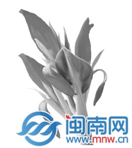 美人蕉