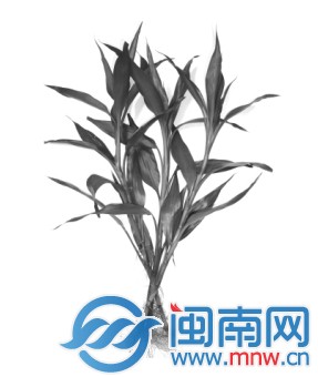 水竹