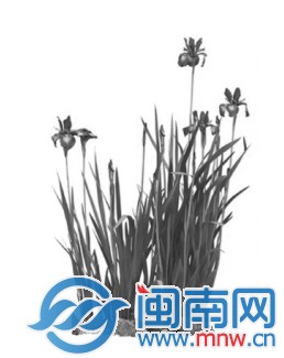 菖蒲