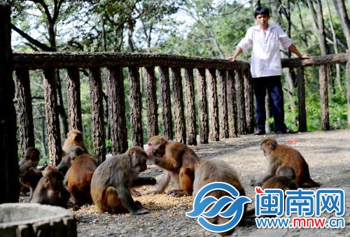 老柯远远地望着猴儿们吃食，这是只属于他们之间的距离