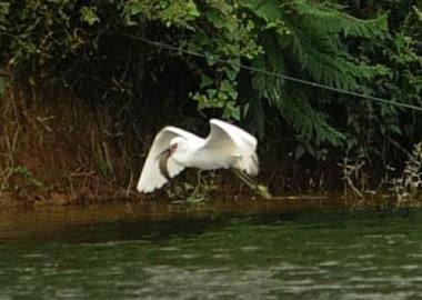 农家乐以白鹭吃鱼为由，捕杀白鹭卖给食客。