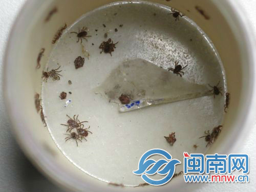 这长得有点像蜱虫的小虫，你知道是什么吗？