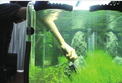 刘勇在种植水生植物