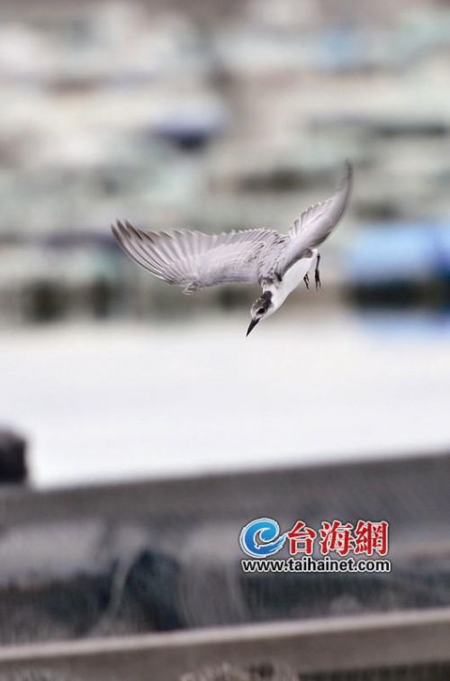 ▲一记俯冲，海鸥的尖喙直插海面