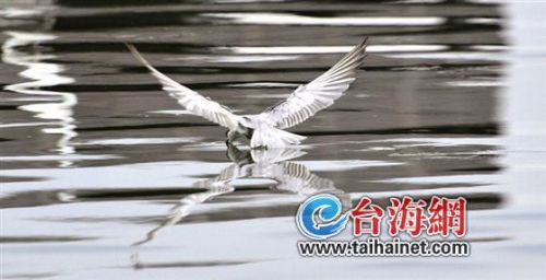 ▲捕捉到一条鱼啦