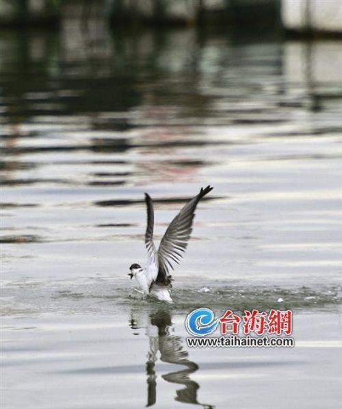 ▲一记凌波微步，海鸥掠过海面