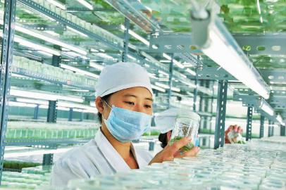 9月24日技术人员在观察非洲菊种苗长势。