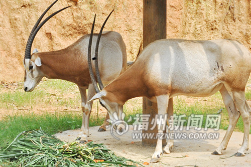 福州新聞網(wǎng)