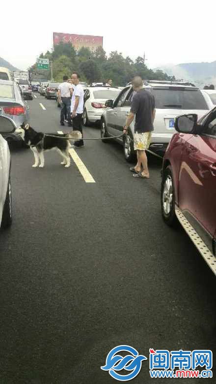 福银高速因前方车辆滞留，有人下车散步遛狗