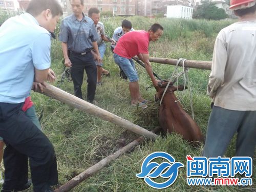 众人齐力救牛