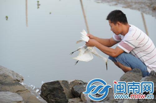男子正在给白鹭拔毛