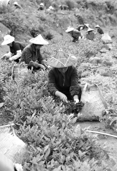 蓬华镇茶农正在采摘茶叶。