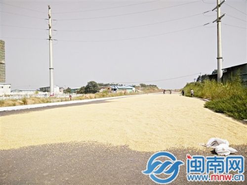圣王大道上，玉米粒铺满地