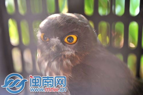 这只才七八个月大猫头鹰嘴受了伤