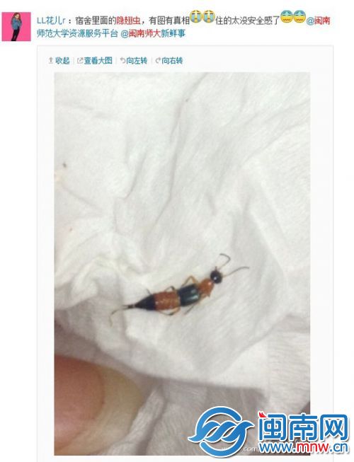 学生发微博称，宿舍里发现隐翅虫