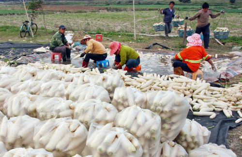 石狮沙土萝卜申请注册商标 品牌意识增强或借