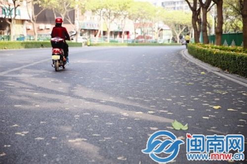 泉州市区城西路上的落叶经过车辆的碾压，和柏油路面合为一体