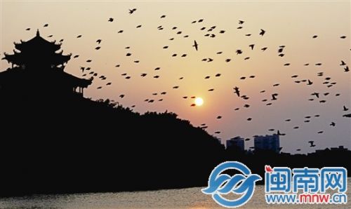 夕阳下，西湖的鸟儿纷纷归巢