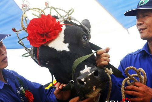 越南举办奶牛选美大赛 冠军奶牛小姐四岁(图